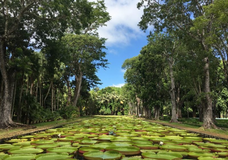 ilemaurice_jardinpamplemousses18-1024x683